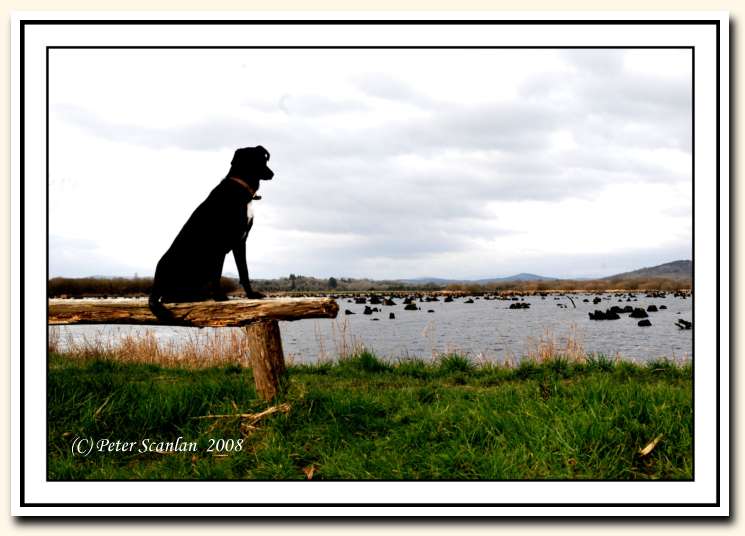 Gearagh,  Macroom,  Landscape
